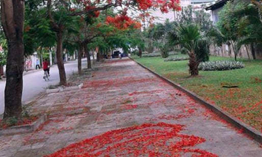 Ngỡ ngàng mùa hạ