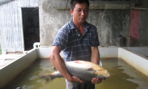 Kỹ sư điện bén duyên với... cá bột