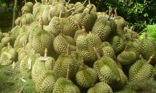 Sầu riêng tăng giá gấp đôi