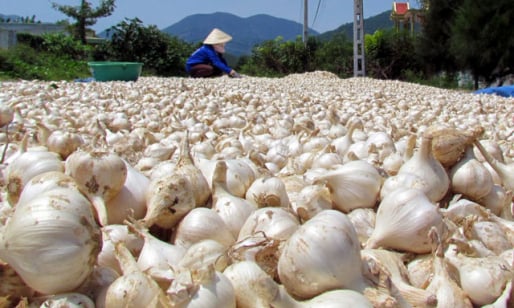 Nông sản rõ xuất xứ mới dễ đưa vào Hàn Quốc