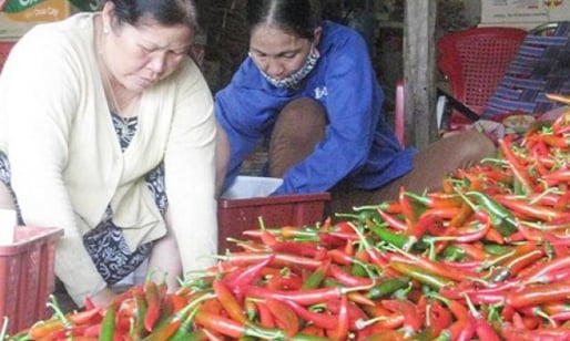 Xập xình trái ớt Phù Mỹ