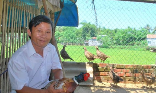 Nên cơ nghiệp từ 4 con chim trĩ