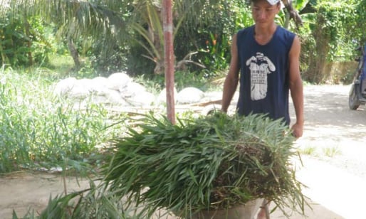 “Ngân hàng bò sữa” của gã chăn bò