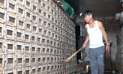 Clip: Thương binh về quê nuôi rắn hổ mang thành tỷ phú
