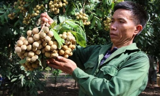 Sơn La: Người trồng 'trái vàng' trên những triền đồi cằn Sông Mã