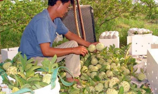 Bón phân NPK Lâm Thao, na ngọt ngon và tăng sản lượng