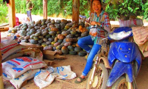 Dùng phân Lâm Thao “trị” đất dốc, nông dân Sơn La lợi lớn