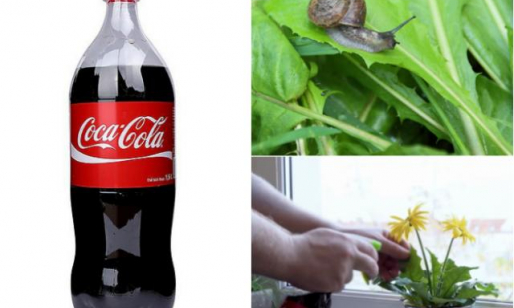 Bón rau bằng Coca không những hết sâu mà rau còn lớn nhanh như thổi