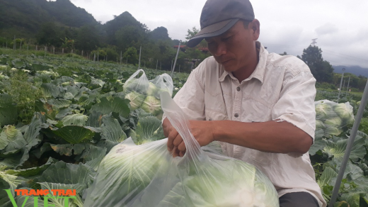 Sơn La: Bỏ ngô trồng rau an toàn, một nông dân thu cả tỷ đồng mỗi năm