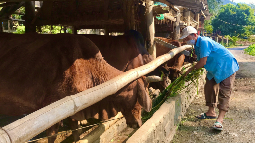 Nông thôn tây Bắc: Phát triển chăn nuôi đại gia súc