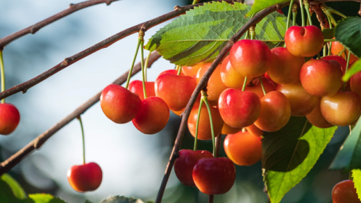 Cherry vàng gây sốt chợ mạng