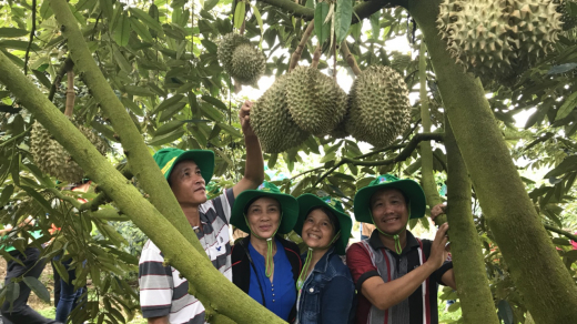 Phân bón Phú Mỹ: Bí quyết cho cây dưa và sầu riêng ở miền Trung - Tây Nguyên những mùa bội thu