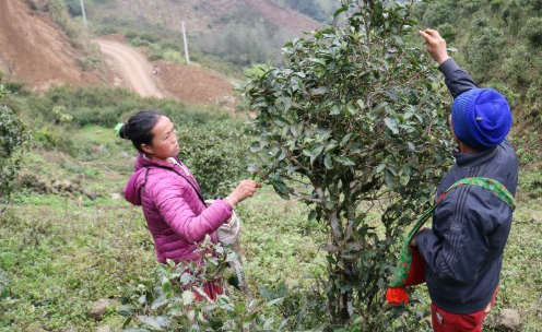 Từng bước nâng cao thu nhập, cải thiện đời sống người dân xã vùng cao Bắc Yên