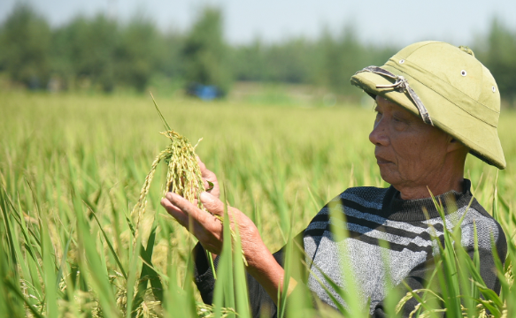 Bảo hiểm nông nghiệp ở đâu khi nông dân thiệt hại nặng nề: Vì sao chưa tương xứng với tiềm năng? (Bài 2)