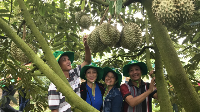 Phân bón Phú Mỹ: Bí quyết cho cây dưa và sầu riêng ở miền Trung - Tây Nguyên những mùa bội thu