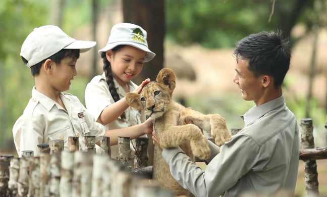 Mê mẩn ngắm sư tử con, hổ... và những góc ảnh dễ thương tại vườn thú bán hoang dã Phú Quốc