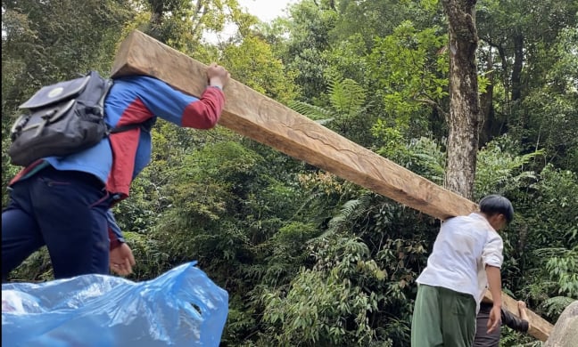 Clip Điều tra (Phần 2): Vườn Quốc gia Hoàng Liên trở thành 'miếng mồi' béo bở, rừng pơ mu bị tàn phá từng ngày