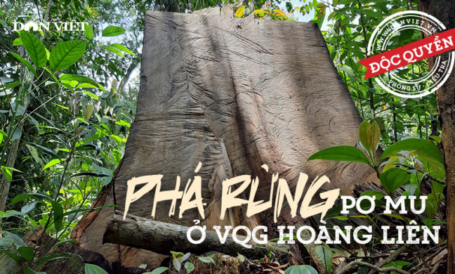 Phá rừng pơ mu cổ thụ, 'moi ruột' Vườn Quốc gia trên nóc nhà Đông Dương!