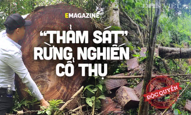 Phía sau vụ “thảm sát” rừng nghiến cổ thụ khủng nhất Việt Nam!