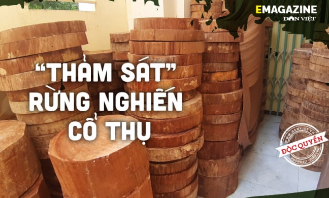 Vụ “thảm sát”rừng nghiến cổ thụ “khủng nhất” Việt Nam (Bài cuối): Cần sự vào cuộc của các cơ quan Trung ương
