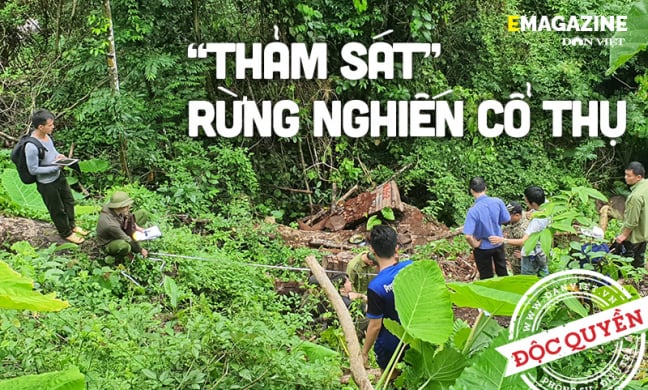 Phía sau vụ “thảm sát” rừng nghiến cổ thụ - Bài 4: Trách nhiệm của những công bộc giữ “báu vật trên miền đá”