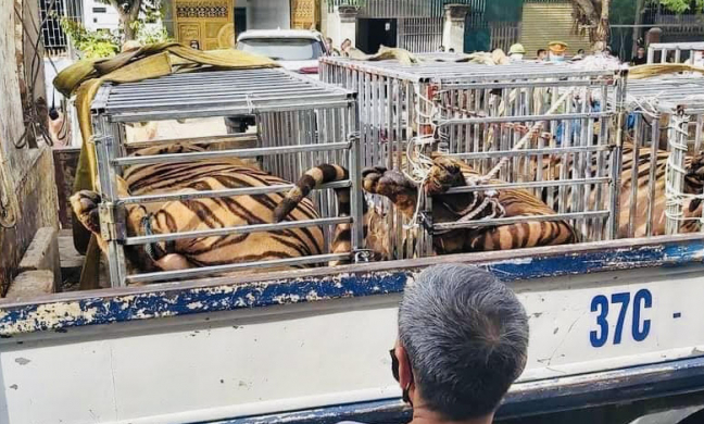 Khởi tố vụ án, khởi tố bị can, bắt tạm giam đối tượng nuôi nhốt hổ trái phép ở Nghệ An