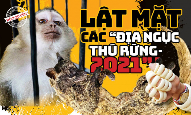 Lật mặt các “địa ngục thú rừng” 2021: Rửa nguồn gốc, lập đại lý “hàng rừng” giữa chợ huyện (Bài 5)