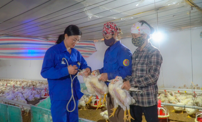 Bỏ việc về nuôi gà, chăn lợn thu tiền tỷ, một y tá người Vĩnh Phúc là Nông dân Việt Nam xuất sắc 2022