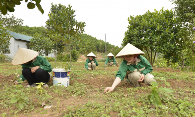 Nông dân Việt Nam xuất sắc 2022 đến từ Quảng Ninh là một người trồng, chế biến dược liệu, doanh thu tiền tỷ
