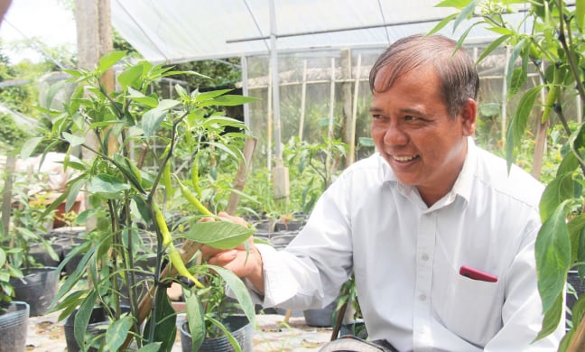 Trồng đủ thứ cây, lại còn nuôi thêm bò, một ông nông dân Trà Vinh thành 'Nông dân Việt Nam xuất sắc 2022'