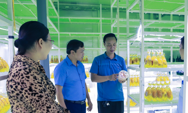 Video: Nông dân Hải Dương ngâm rượu từ nấm đông trùng và tỏi thu lãi hàng tỷ đồng mỗi năm 