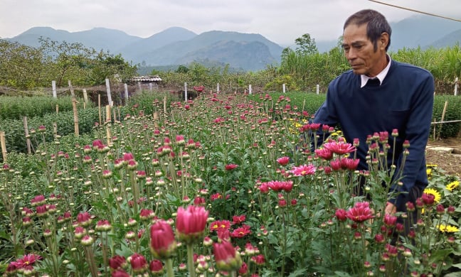 Nông dân chăm hoa phục vụ Tết cho thu nhập cao