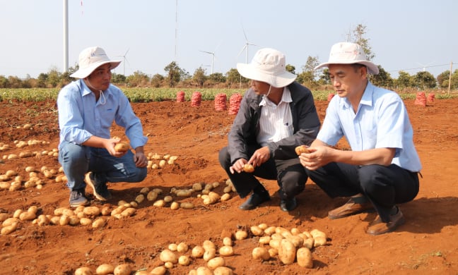 'Bắt tay' trồng khoai tây với Syngenta và Pepsico, nông dân thu lãi cả trăm triệu đồng/ha