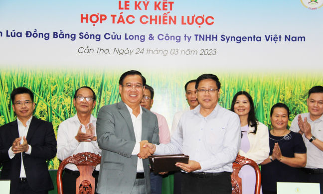 Viện Lúa ĐBSCL hợp tác với Công ty Syngenta Việt Nam nghiên cứu tìm ra giống lúa thuần chất lượng