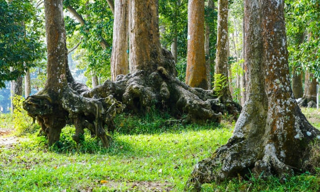 Đây là 'khu rừng' mọc toàn cây cổ thụ giữa một thành phố miền Tây, hiếm có khó tìm ở Việt Nam