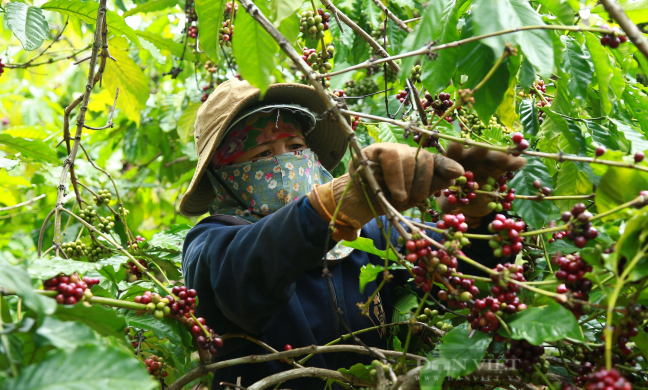 Thủ tướng yêu cầu Bộ NNPTNT tổng kết, đánh giá đề án thí điểm 5 vùng nguyên liệu nông sản hàng hoá