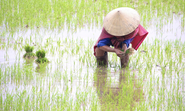 Vào vụ cấy, nông dân Quảng Bình lập nhóm zalo điều phối việc cấy khoán, có người kiếm gần 500.000 đồng/ngày