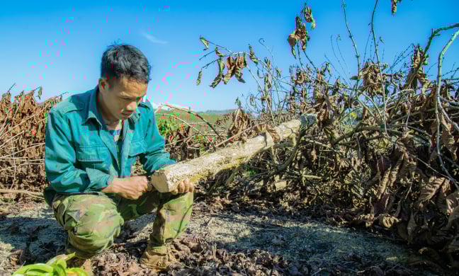 Tan hoang vườn cà phê gần 700 gốc bị chặt hạ nghi do tranh chấp đất đai tại Đắk Nông 