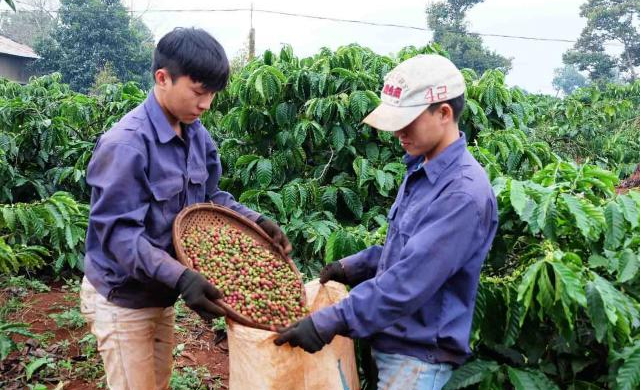 Sếp Vinacafe Việt Nam lên tiếng sau bức “tâm thư” gửi Thủ tướng