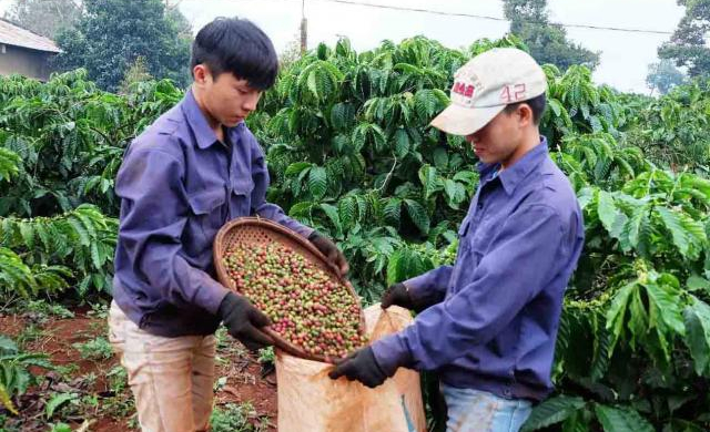 Tổng Giám đốc Vinacafe Việt Nam nói gì về “tâm thư” gửi Thủ tướng?