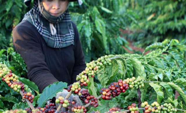 Lãnh đạo Bộ NNPTNT trả lời tâm thư gửi Thủ tướng về Vinacafe