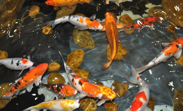 Nở rộ trào lưu nuôi cá Koi độc-lạ Nhật Bản ở phố núi Tây Nguyên