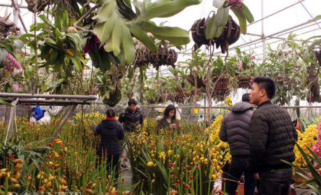Nô nức kéo nhau đi mua lan chưng Tết bất chấp trời lạnh dưới 10 độ