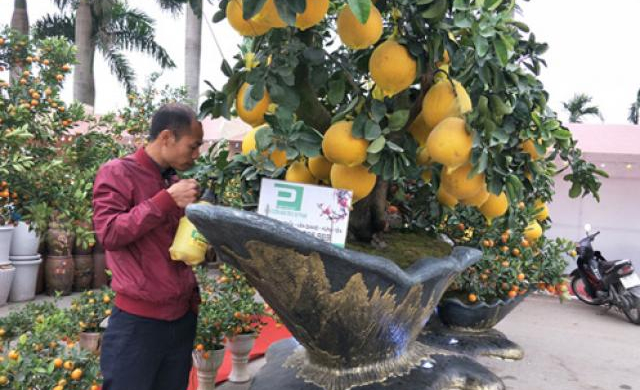 Dân chơi “bất ngờ' bắt gặp cây chưng Tết 'tam đa đại dương'