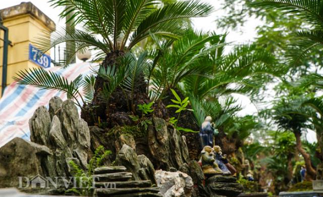 Mới lạ vạn tuế mini bonsai - vừa để chưng Tết lại hưng thịnh bền