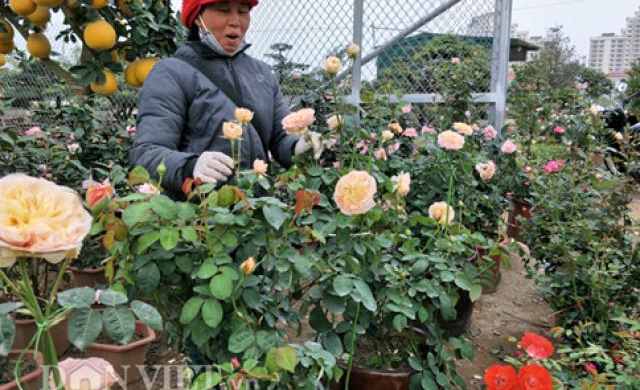 Cận Tết, dân chơi Thủ đô đổ xô đi 'săn' hồng cổ đẹp mê hồn về chưng