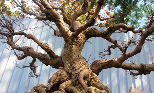 Mai bonsai cổ thụ giá bạc triệu ùn ùn xuống phố tìm đại gia dịp Tết
