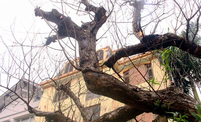 Độc nhất Hà Thành: Đào 'khủng' long bàn hổ phục, không bán chỉ cho thuê giá hơn 100 triệu