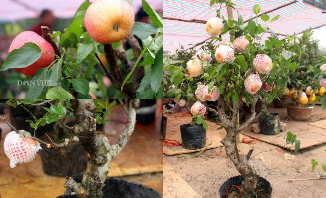 Táo bonsai Trung Quốc chưng Tết: Người bán tiết lộ sự thật gây 'sốc'