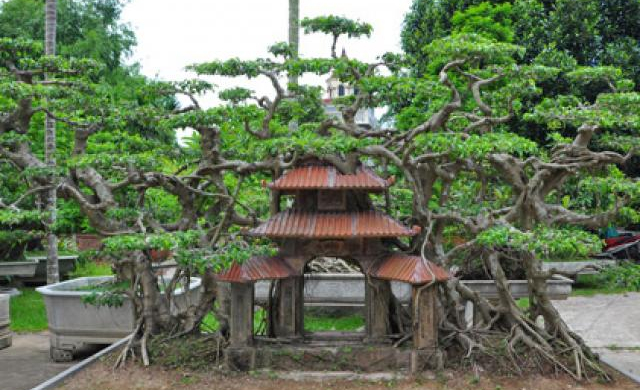 Mùng 1 Tết: Ngắm vườn “siêu” cây cảnh giá 10 tỷ đồng ở Hà Thành